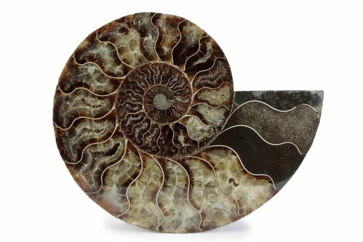 Cut & Polished Ammonite Fossil (Half) - Madagascar #362366
